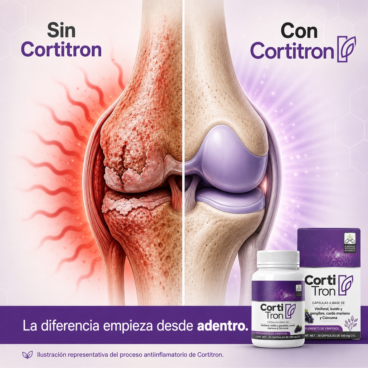 Comparación: articulación inflamada sin Cortitron y articulación protegida con Cortitron